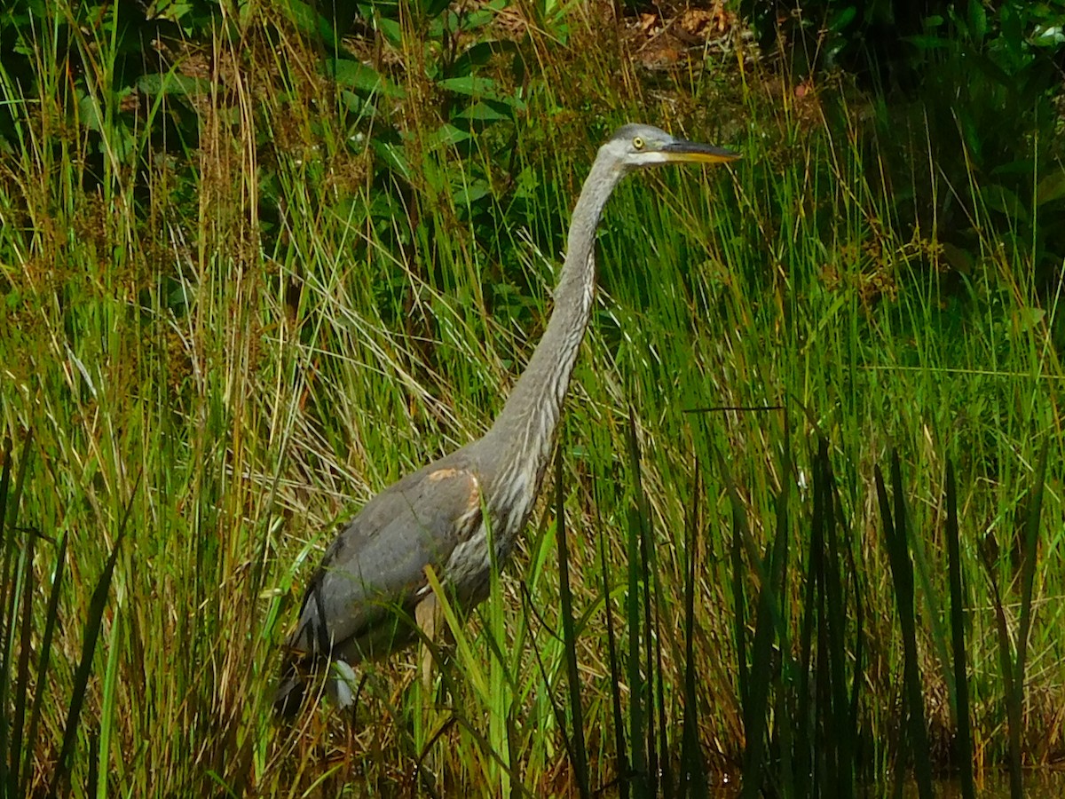 Garza Azulada - ML638325872