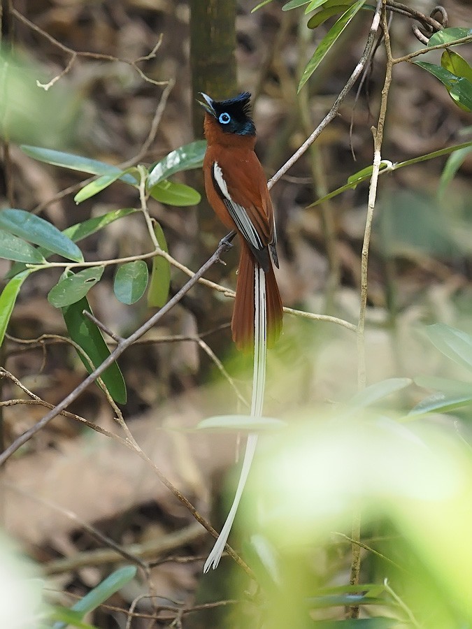 Malagasy Paradise-Flycatcher - ML638325878