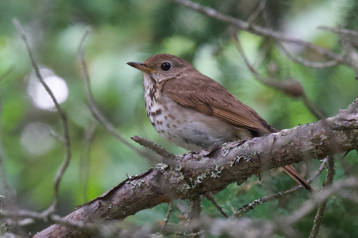 Hermit Thrush - ML638325889