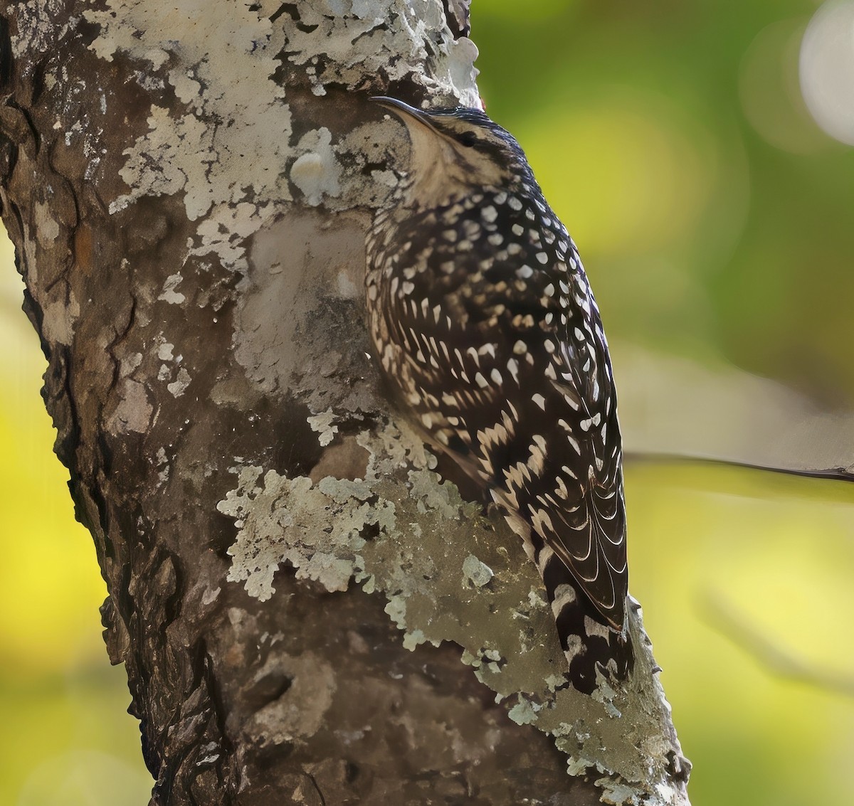 African Spotted Creeper - ML638325891