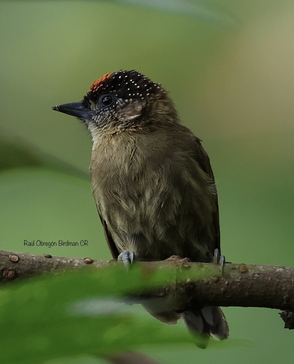Olivaceous Piculet - ML638325904