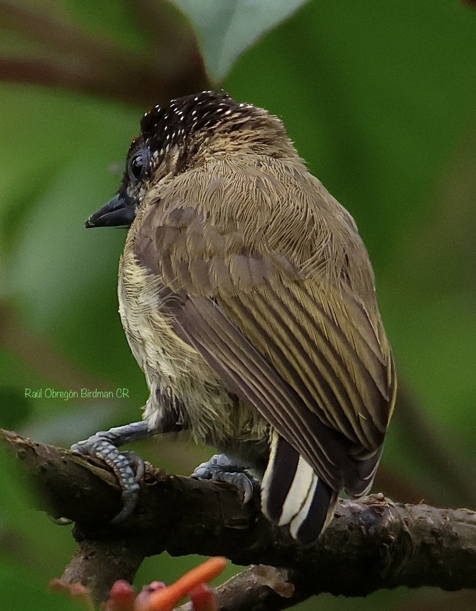 Olivaceous Piculet - ML638325905