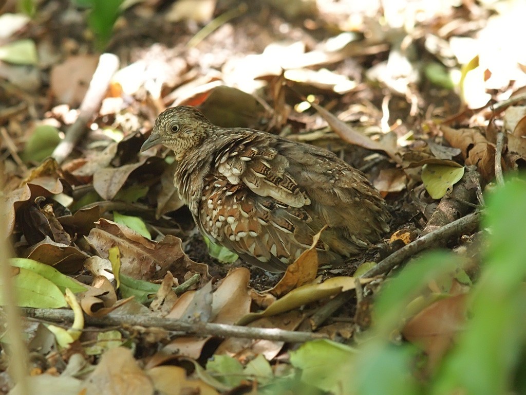 Madagascar Buttonquail - ML638325906