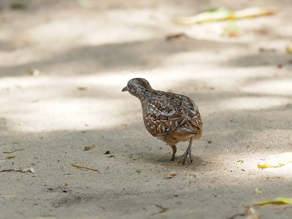 Madagascar Buttonquail - ML638325907