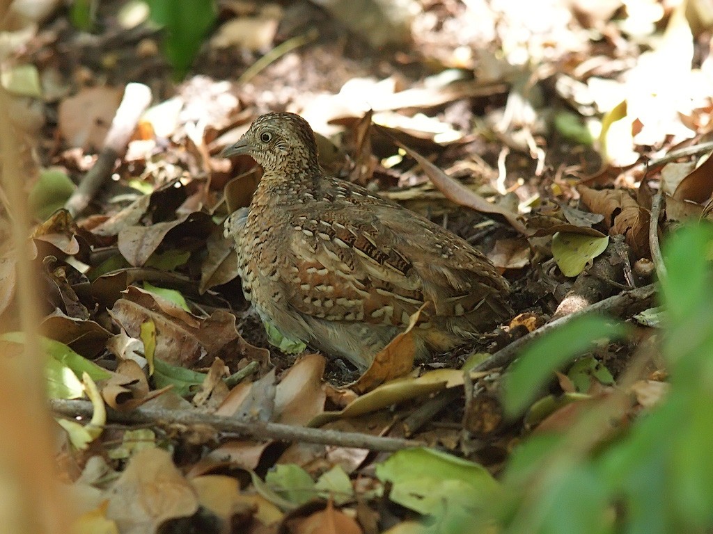 Madagascar Buttonquail - ML638325908