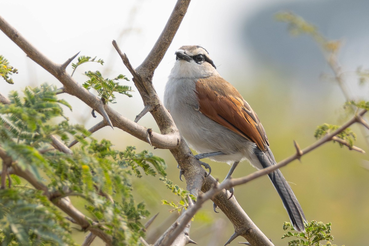 Brown-crowned Tchagra - ML638325909