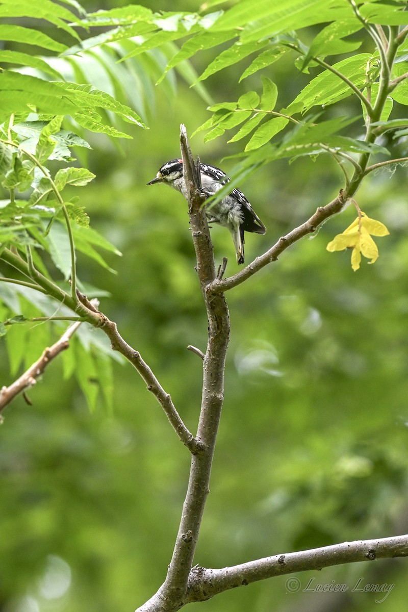 Downy Woodpecker - ML638325915