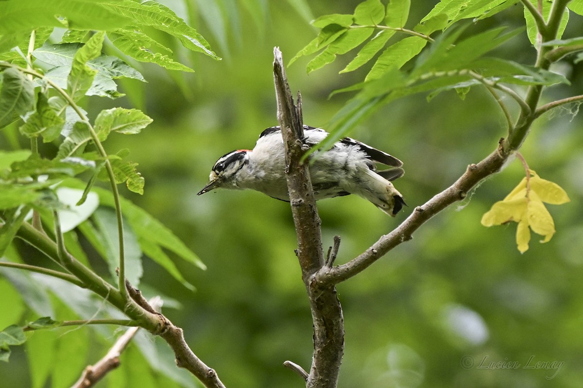 Downy Woodpecker - ML638325918