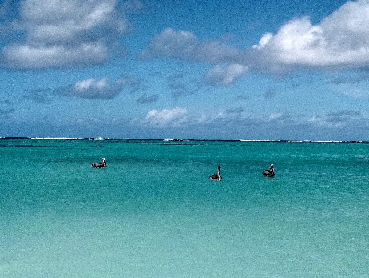 Brown Pelican - ML638325919