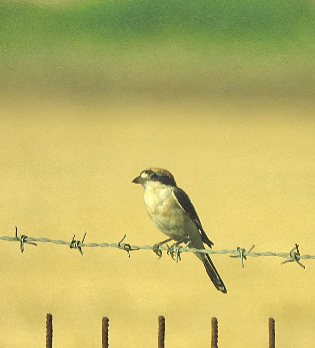 Woodchat Shrike - ML638325920