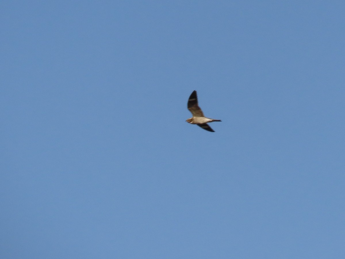 Common Nighthawk - ML638325921