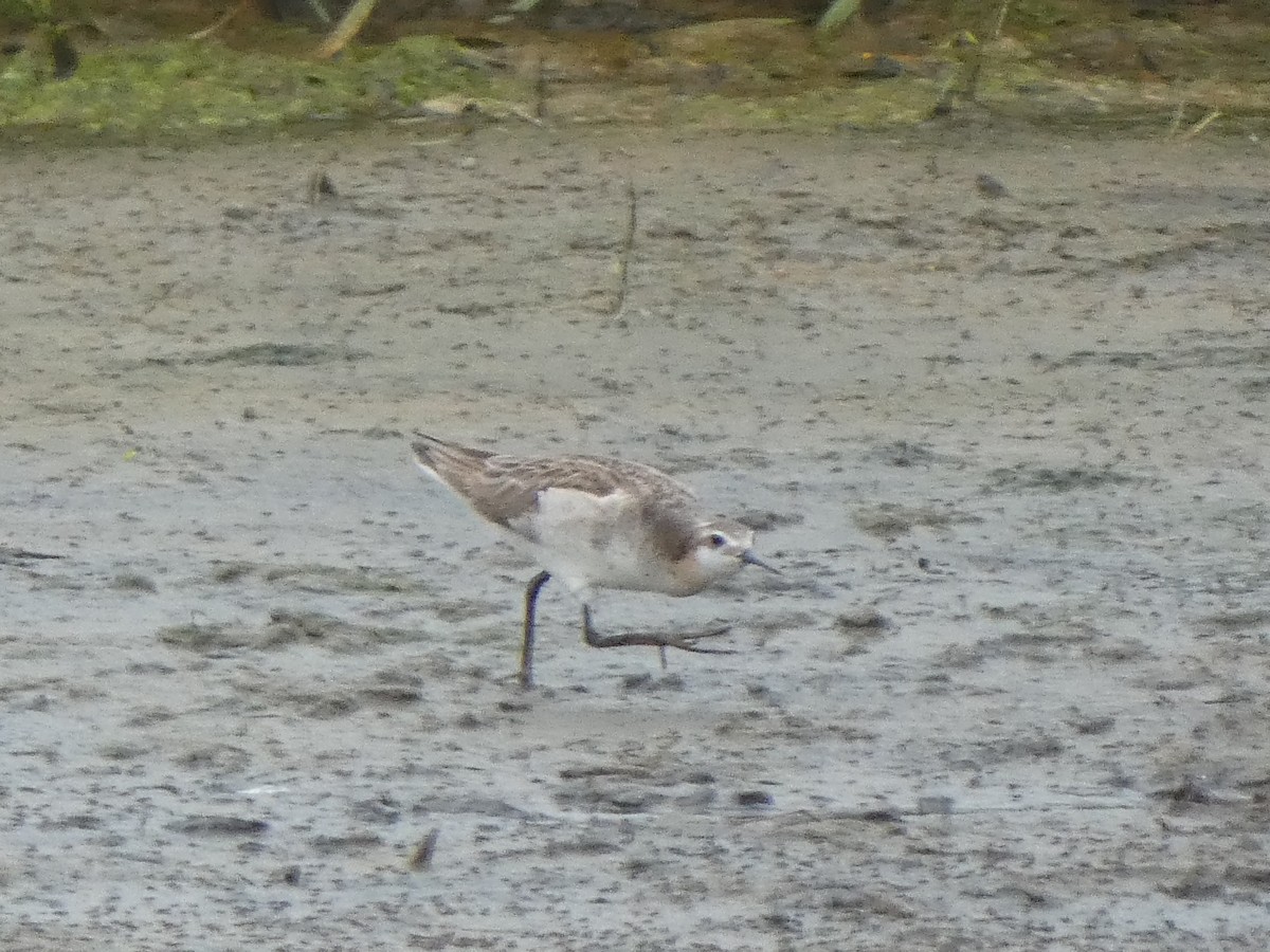 Wilson's Phalarope - ML638325924
