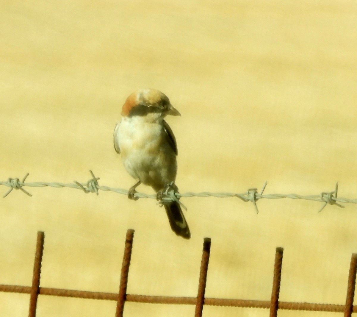 Woodchat Shrike - ML638325926