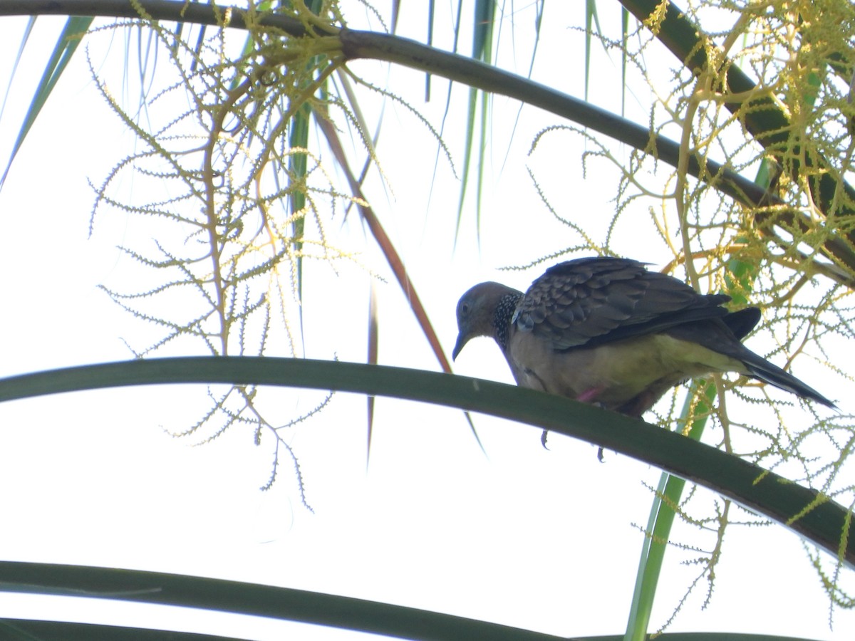 Spotted Dove - ML638325927