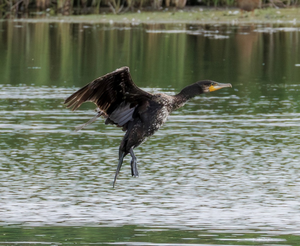 Great Cormorant - ML638325931