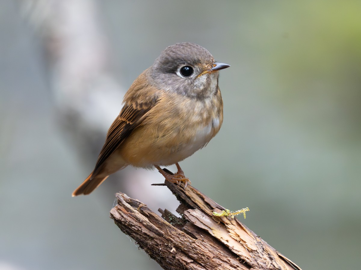 Ferruginous Flycatcher - ML638325932