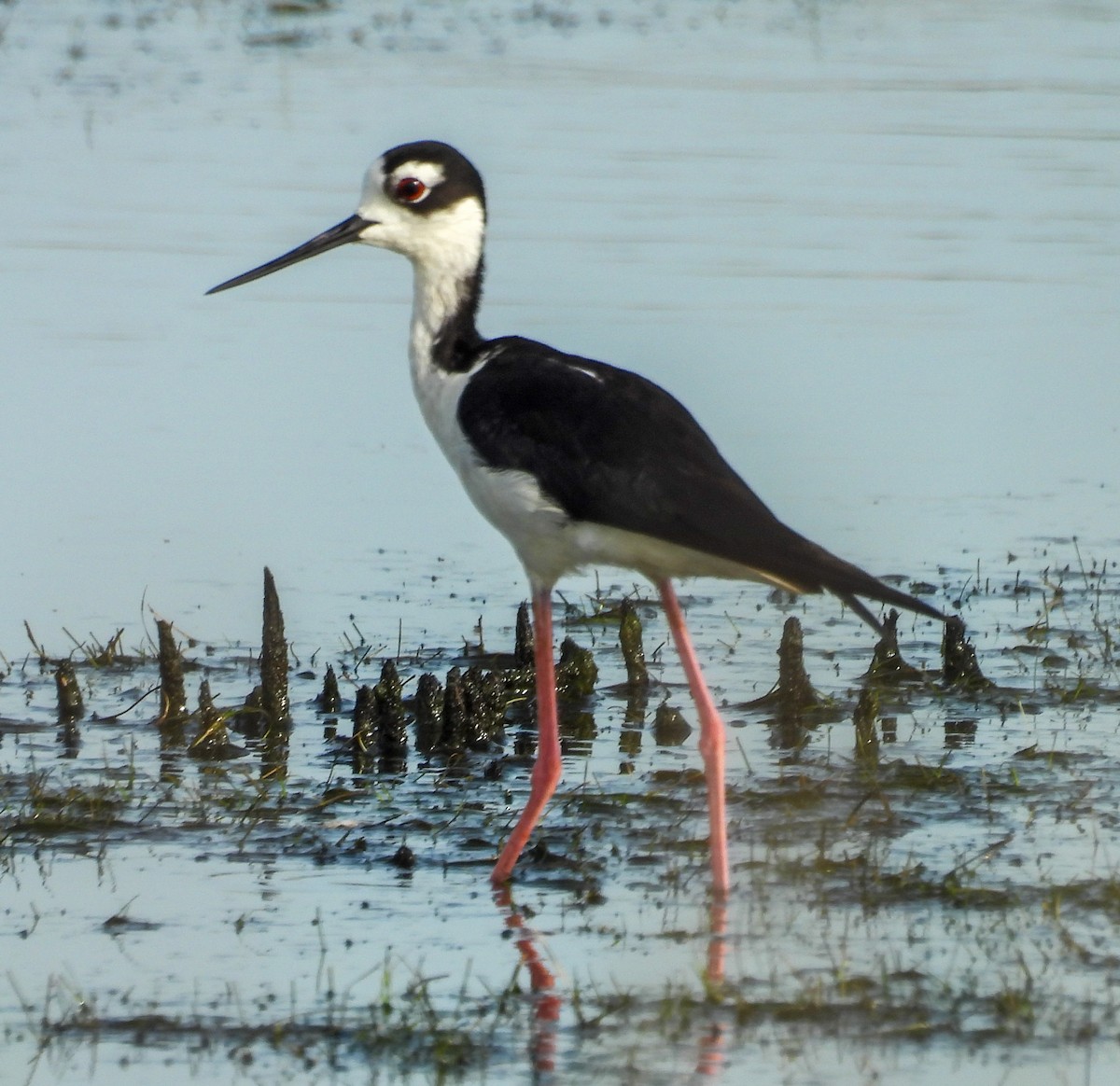 Black-necked Stilt - ML638325937