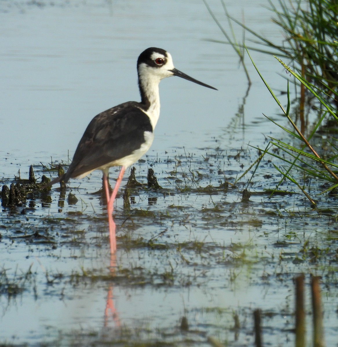Black-necked Stilt - ML638325938