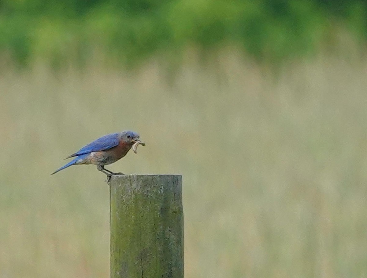 Eastern Bluebird - ML638325939