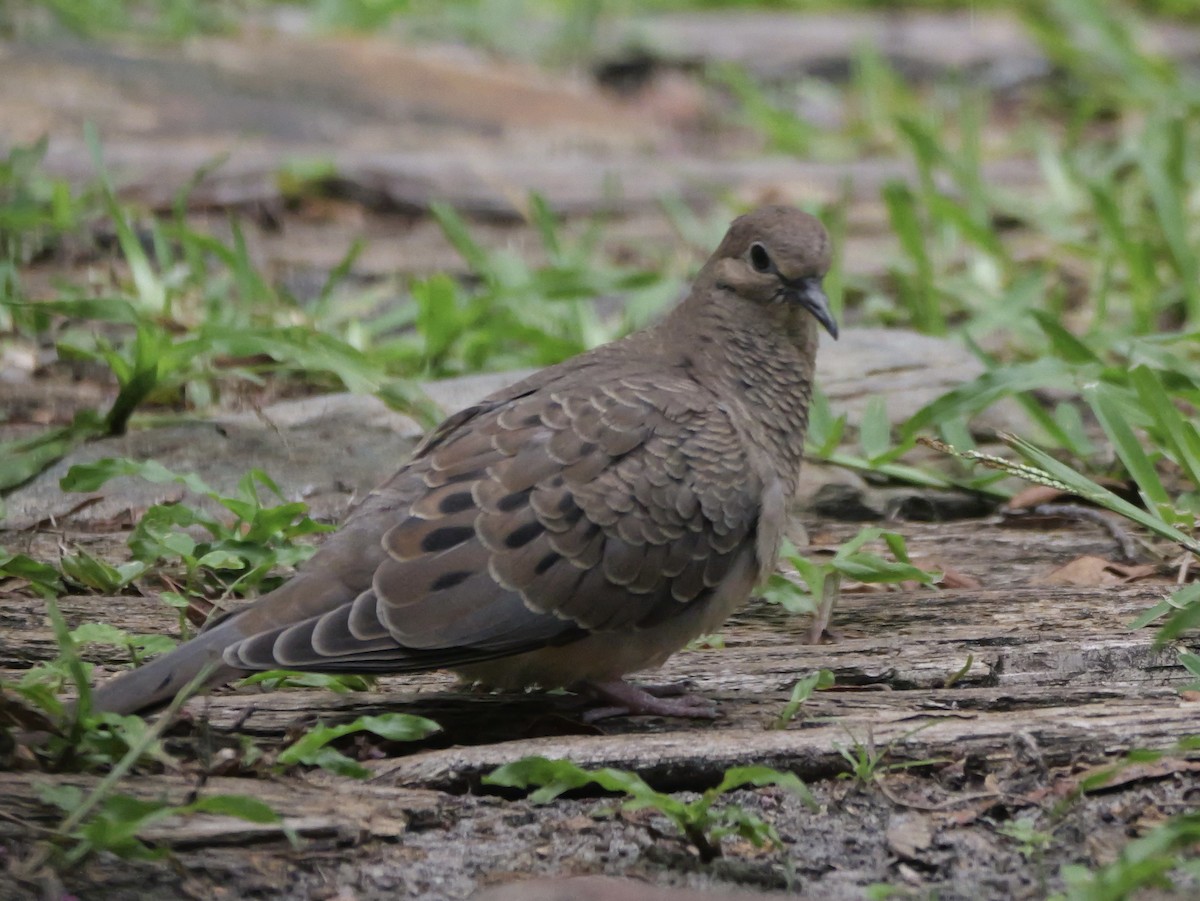 Mourning Dove - ML638325941