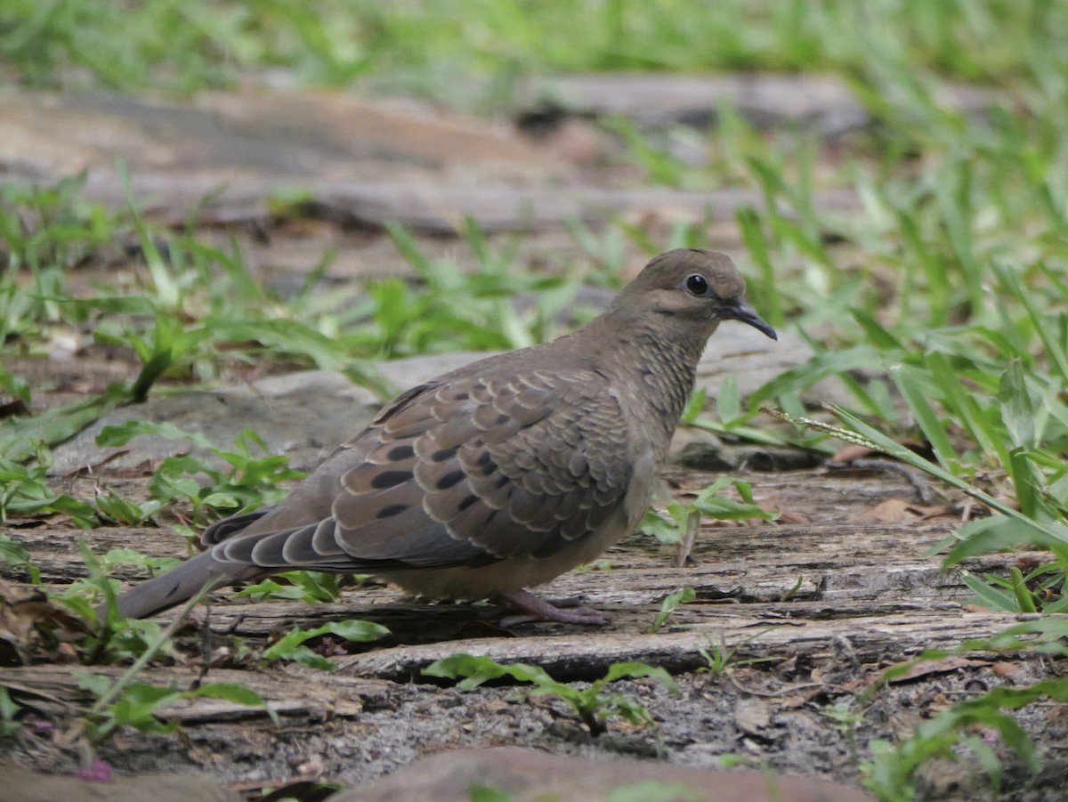 Mourning Dove - ML638325943