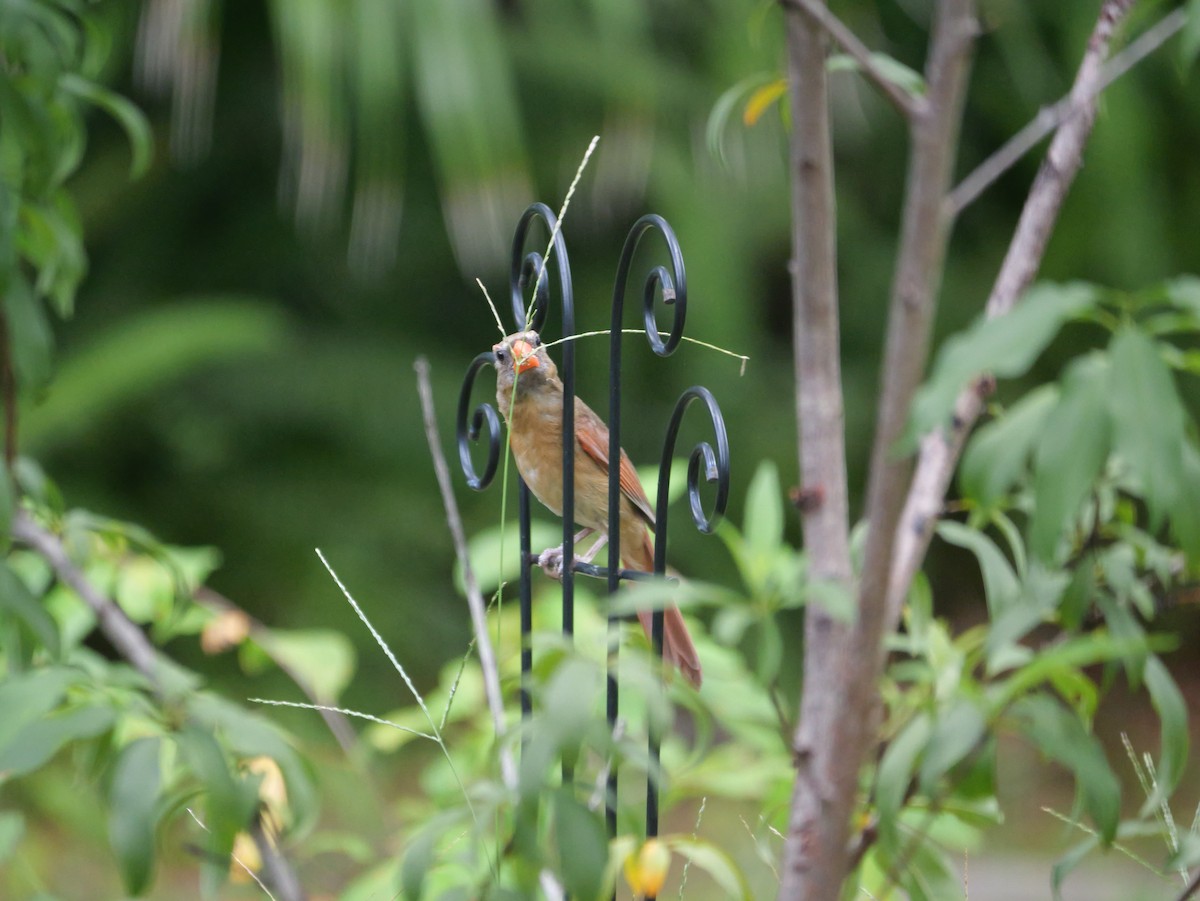 Northern Cardinal - ML638325948