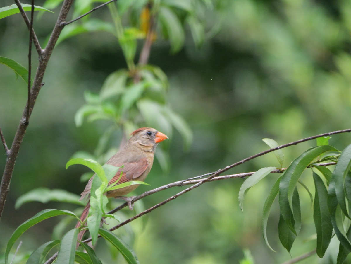 Northern Cardinal - ML638325949