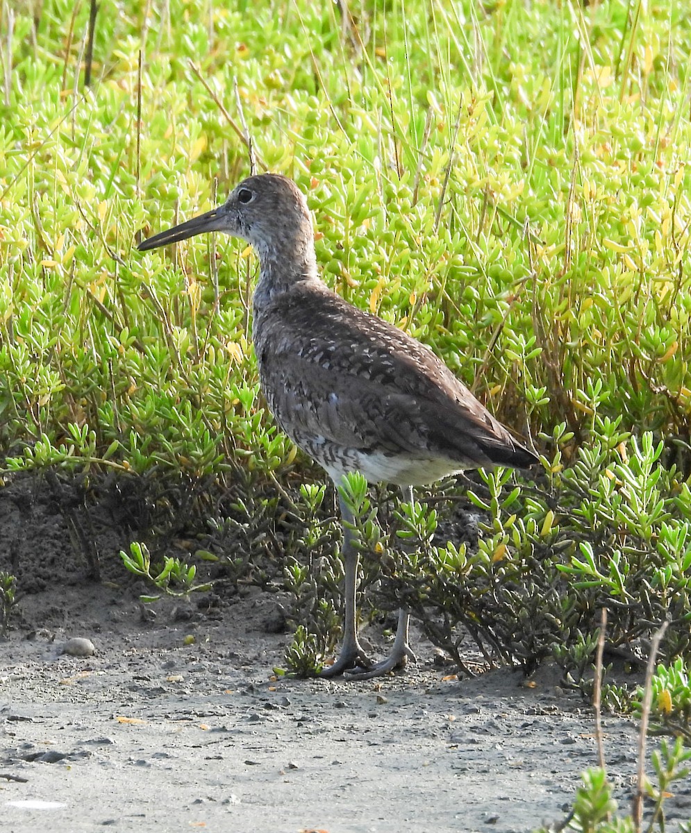 Willet - ML638325950