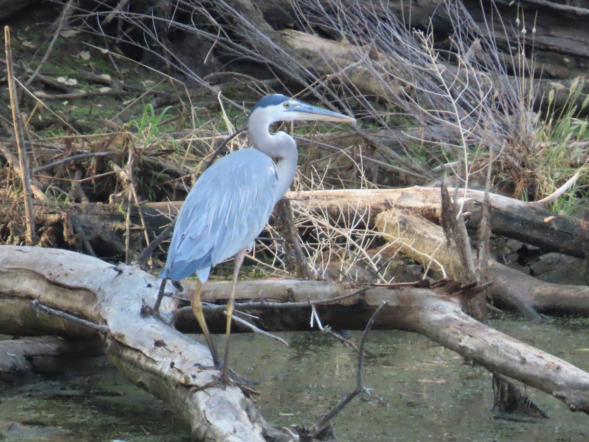 Great Blue Heron - ML638325953