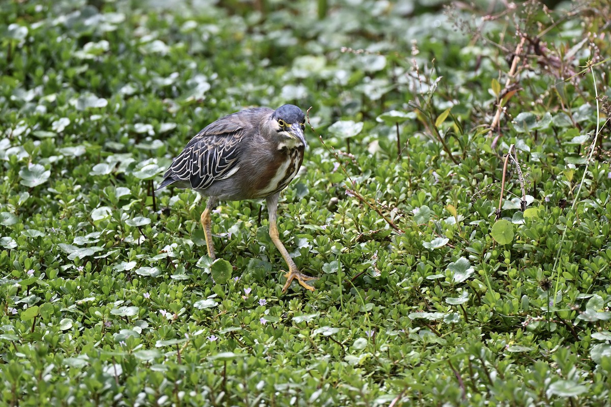 Garcilla Azulada (striata) - ML638325959