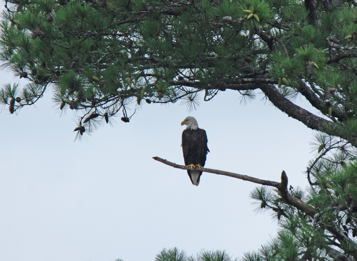 Bald Eagle - ML638325960