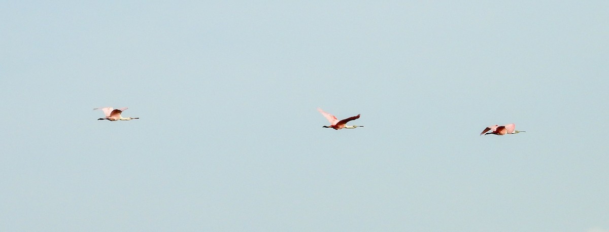 Roseate Spoonbill - ML638325963