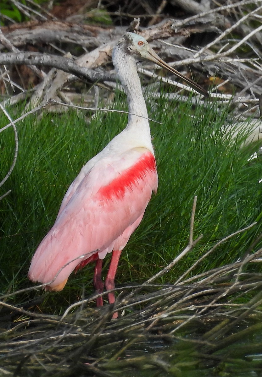 Roseate Spoonbill - ML638325964