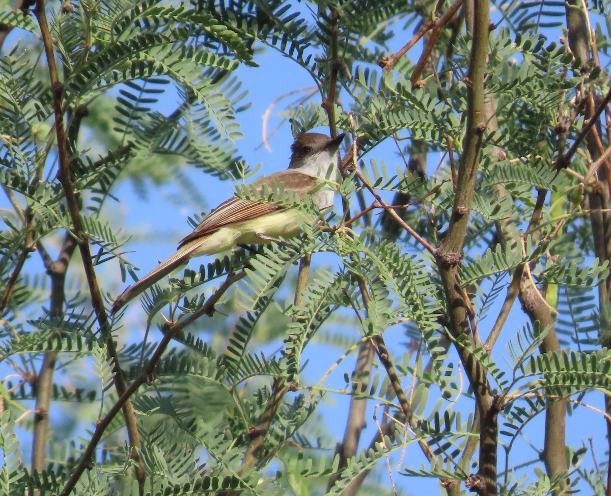Dusky-capped Flycatcher - ML638325968