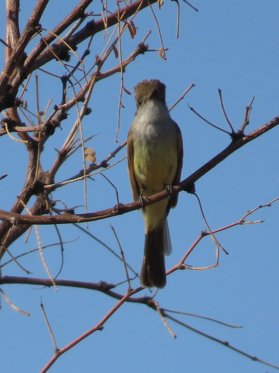 Dusky-capped Flycatcher - ML638325974