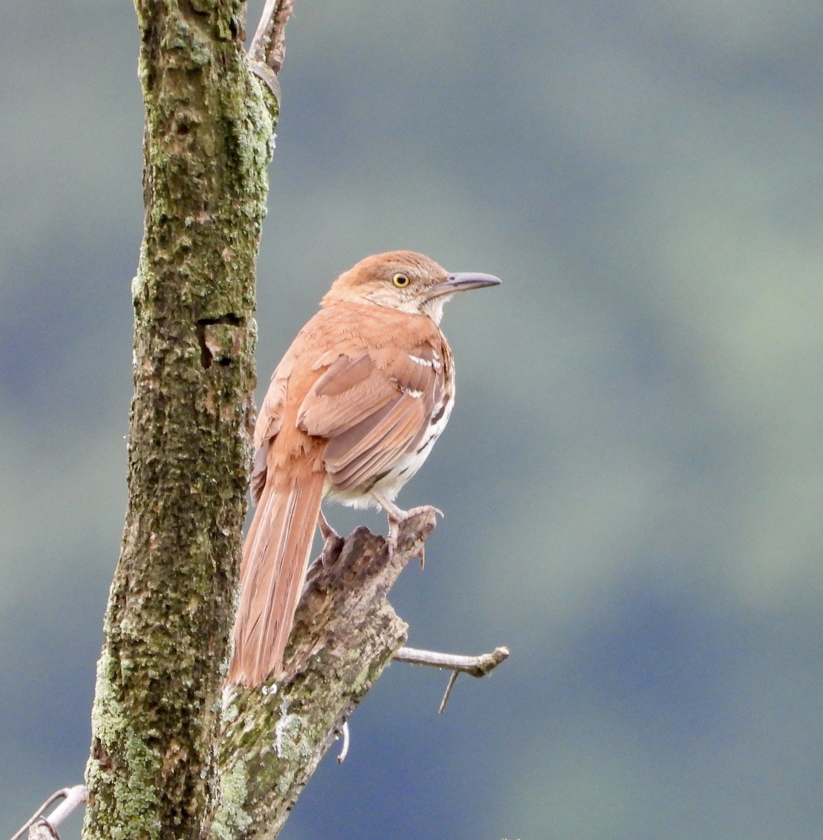 Brown Thrasher - ML638325976