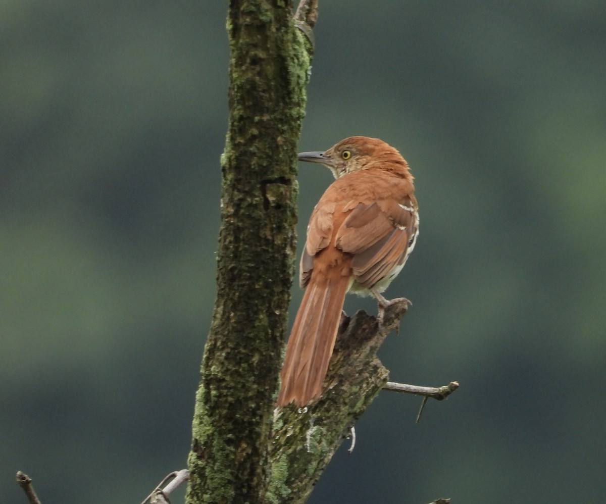 Brown Thrasher - ML638325977