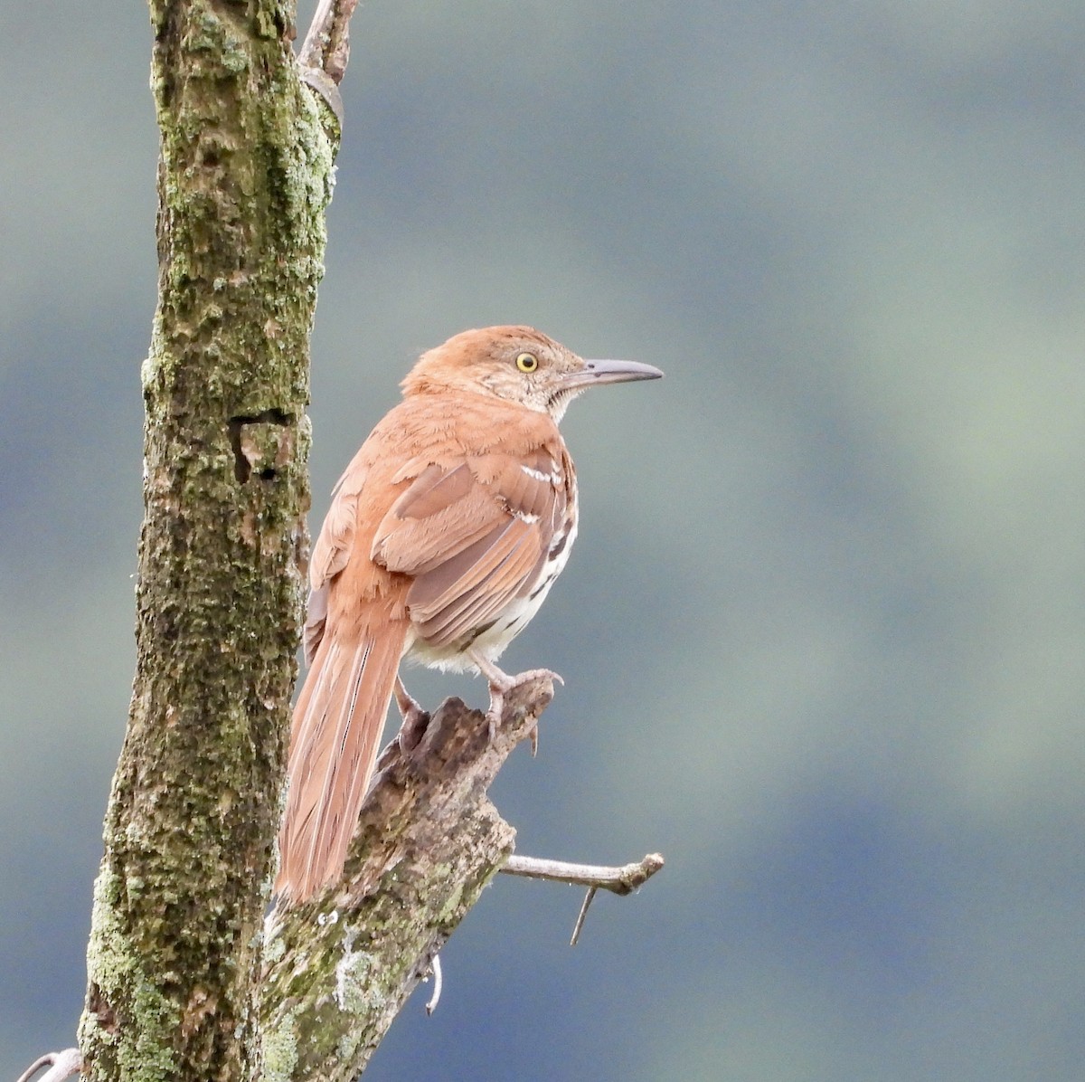 Brown Thrasher - ML638325978