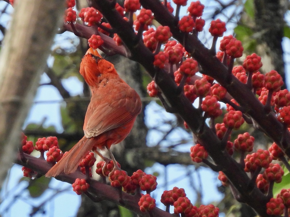 Northern Cardinal - ML638325985