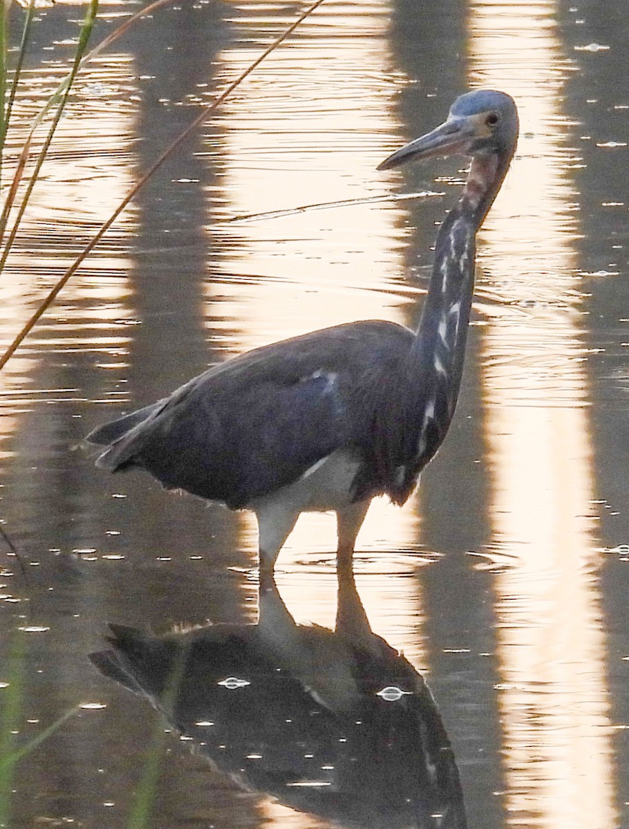 Koartzatxo hirukolorea - ML638325986