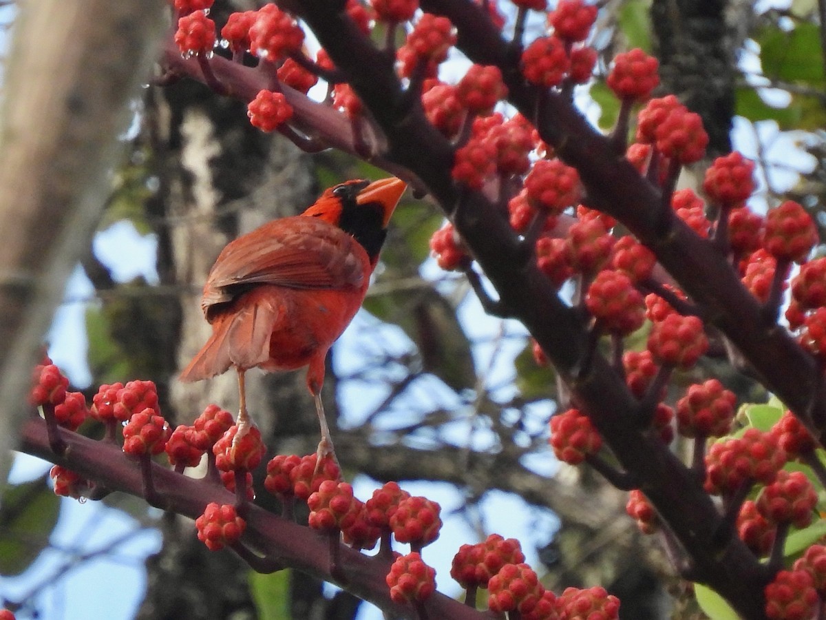 Northern Cardinal - ML638325989