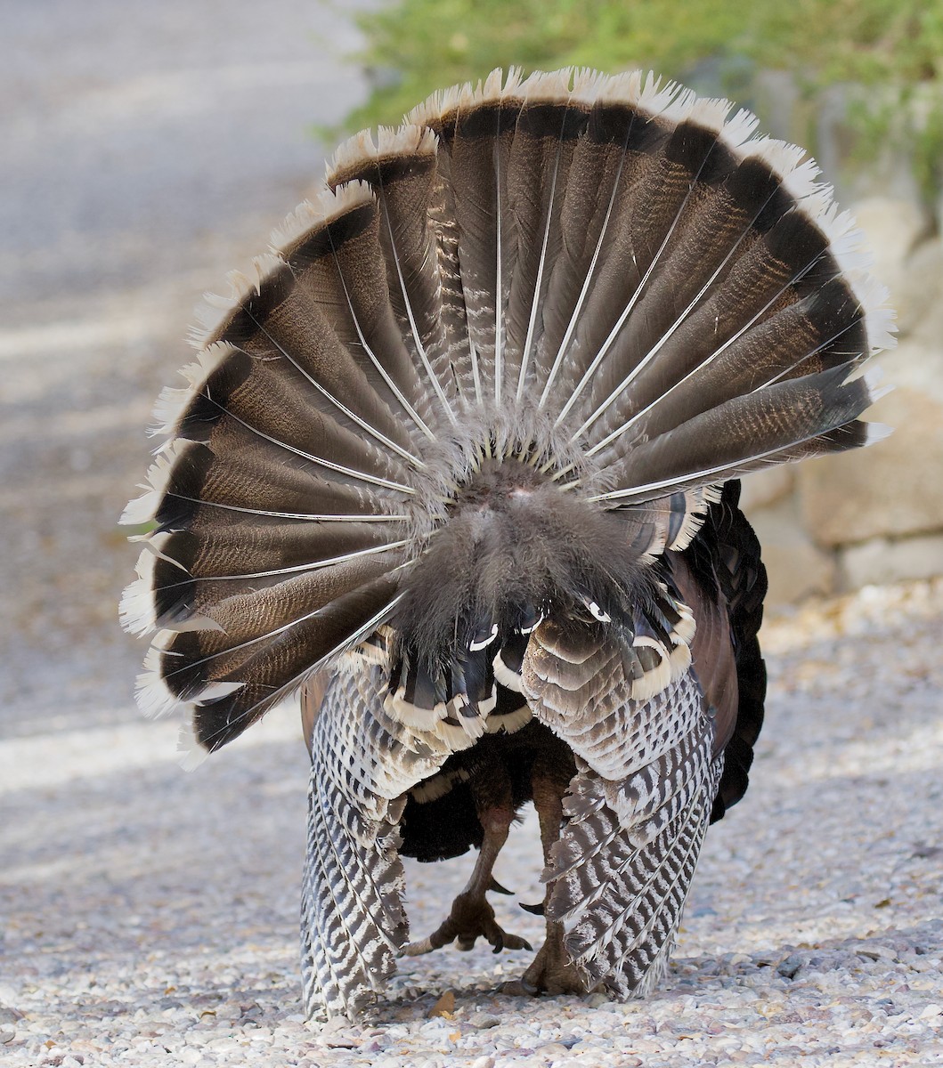 Wild Turkey - ML638325996