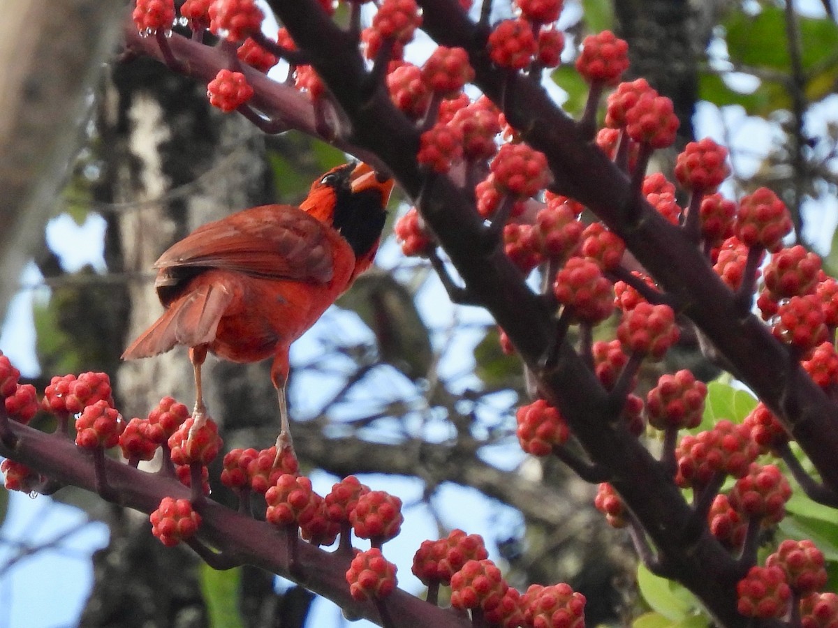 Northern Cardinal - ML638325997
