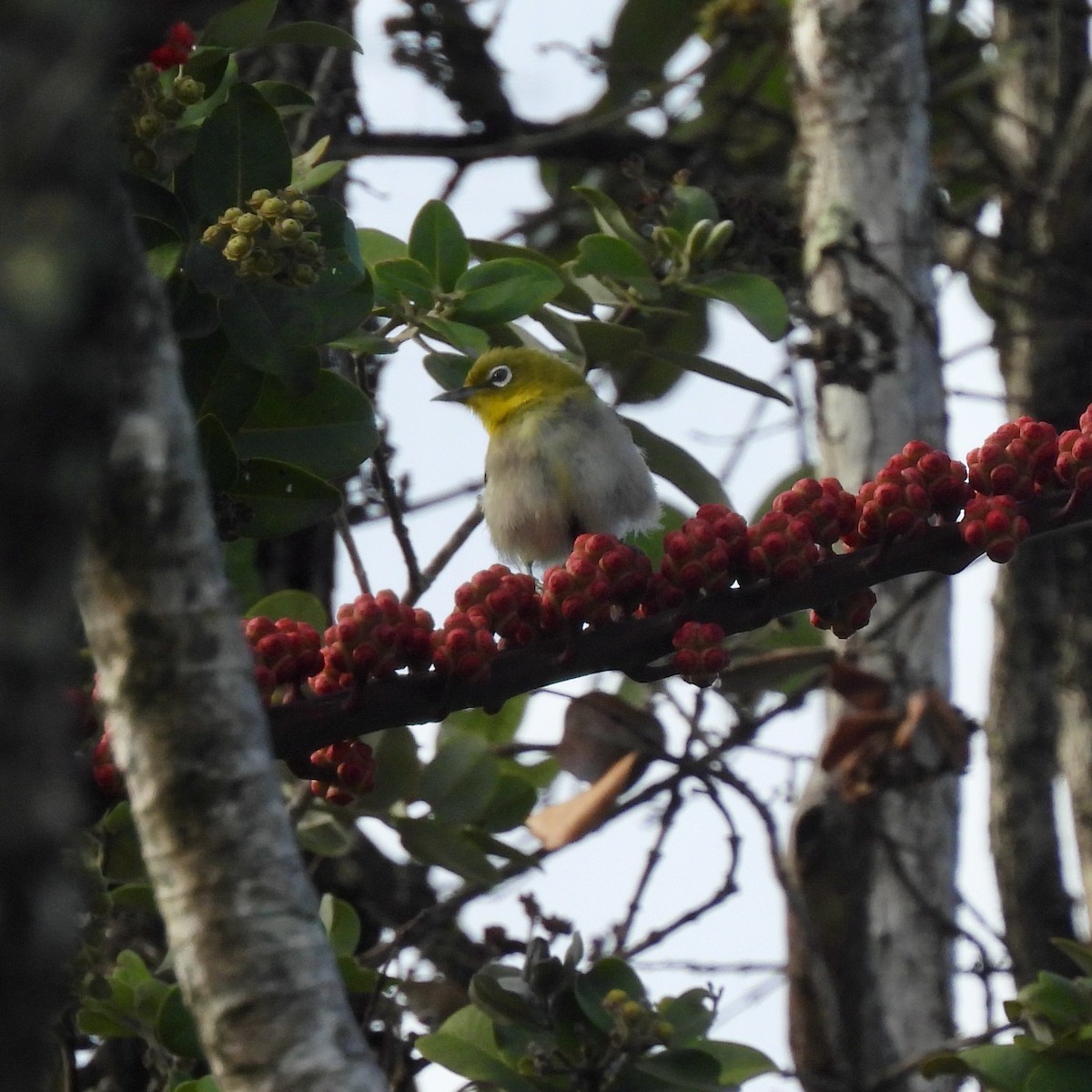 Warbling White-eye - ML638326008