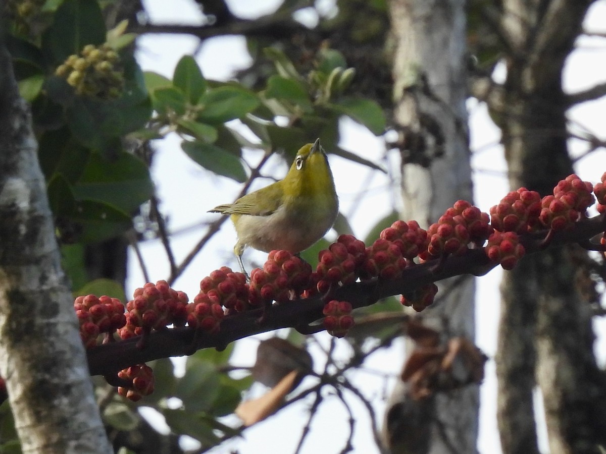 Warbling White-eye - ML638326011