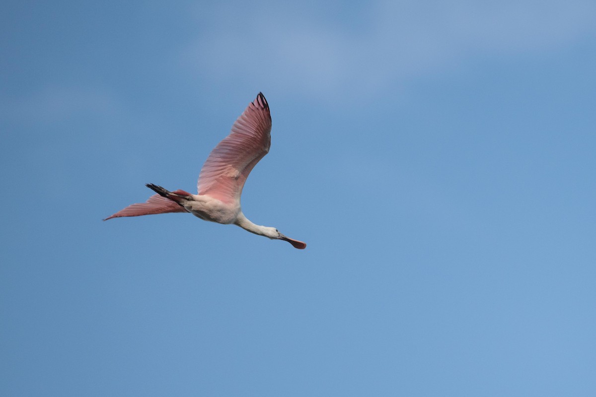 rosenskjestork - ML638326021