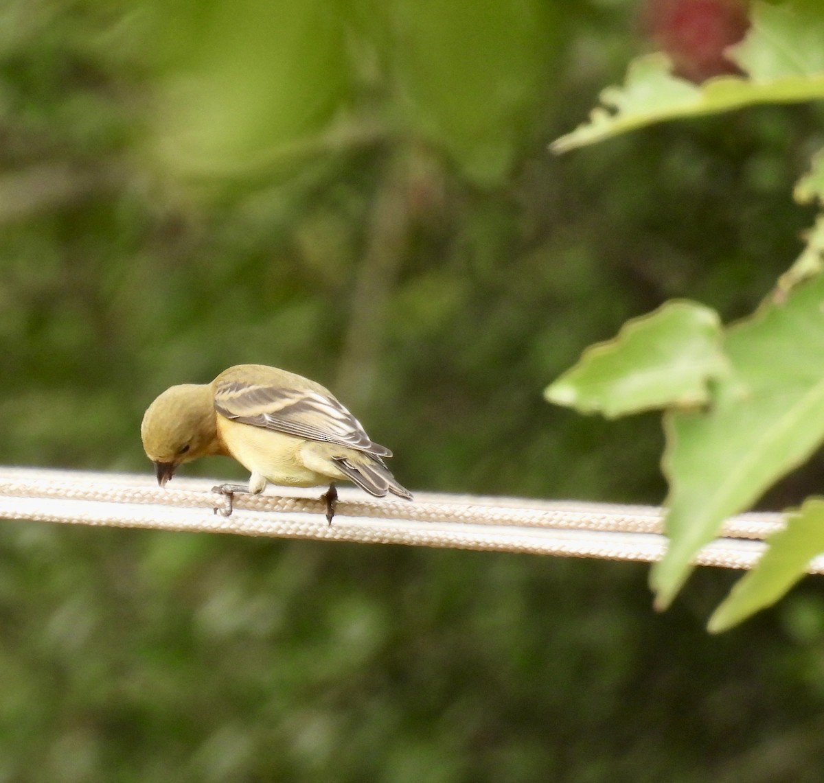 Chardonneret mineur - ML638326035