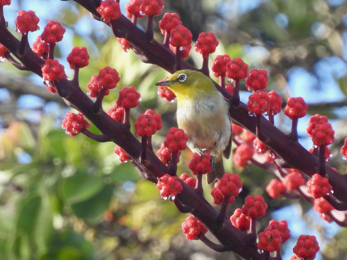 Warbling White-eye - ML638326037