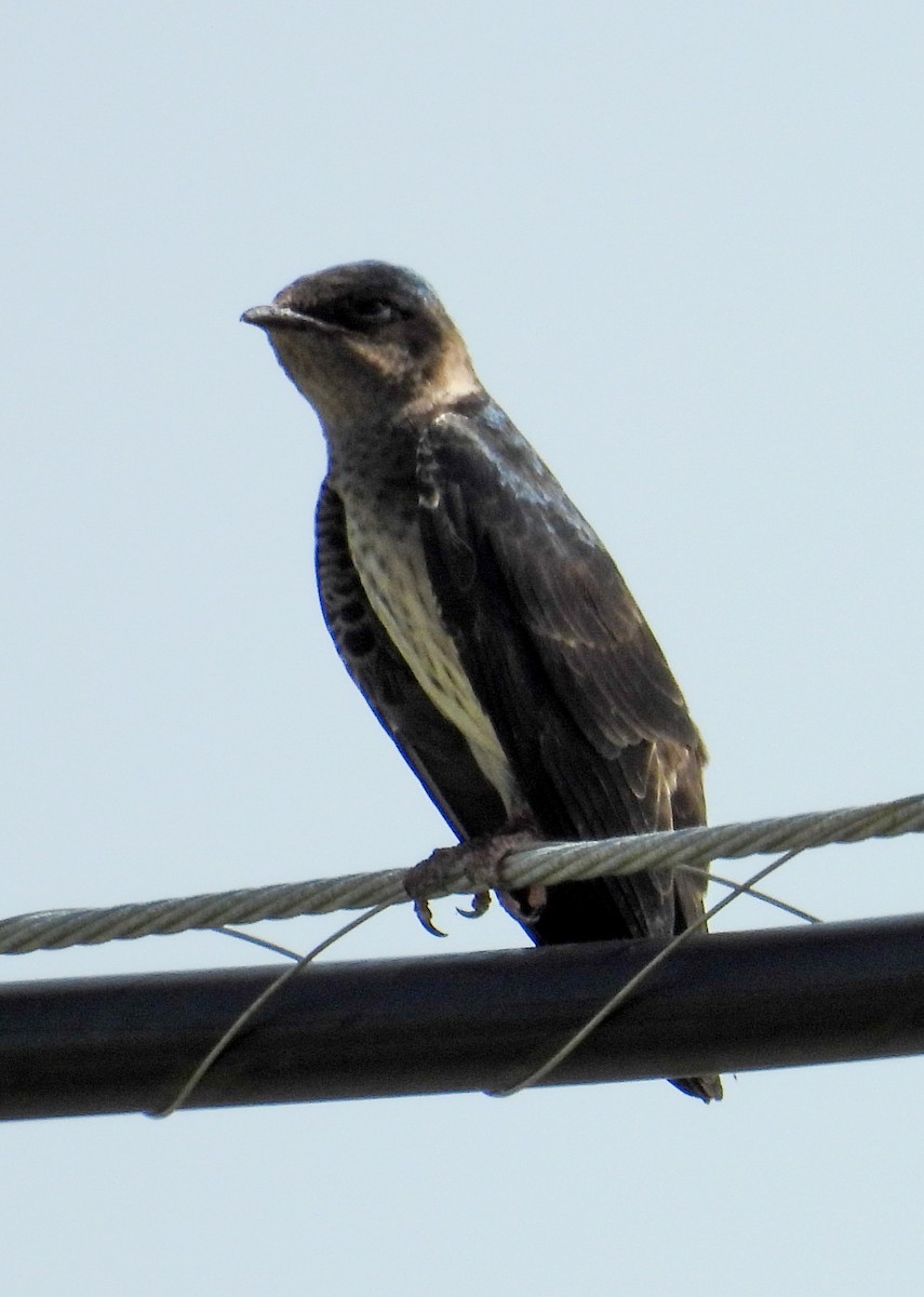 Purple Martin - ML638326043