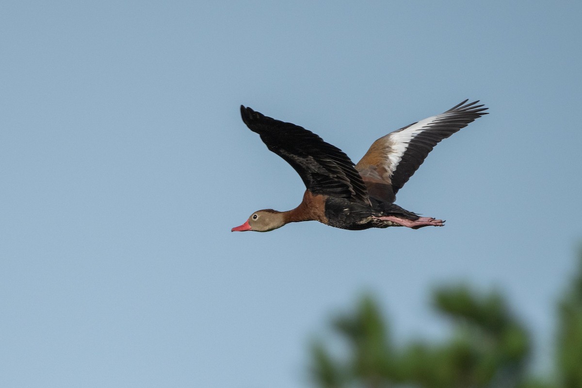 Dendrocygne à ventre noir - ML638326053